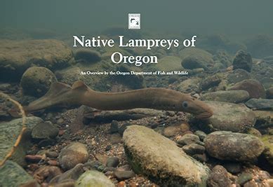 oregon fish game|odfw fish identification.